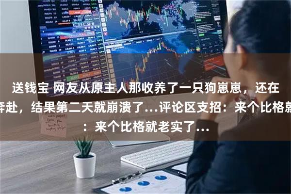 送钱宝 网友从原主人那收养了一只狗崽崽，还在窃喜双向奔赴，结果第二天就崩溃了…评论区支招：来个比格就老实了…